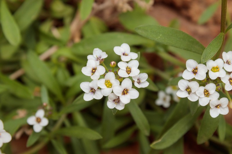 Lobularia maritima subsp. maritima photo 2
