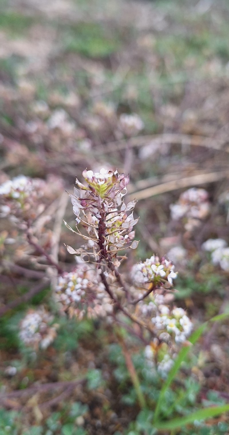 Lobularia maritima subsp. maritima photo 3