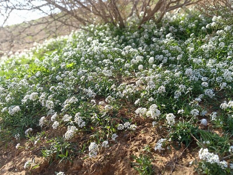 Lobularia maritima subsp. maritima photo 4