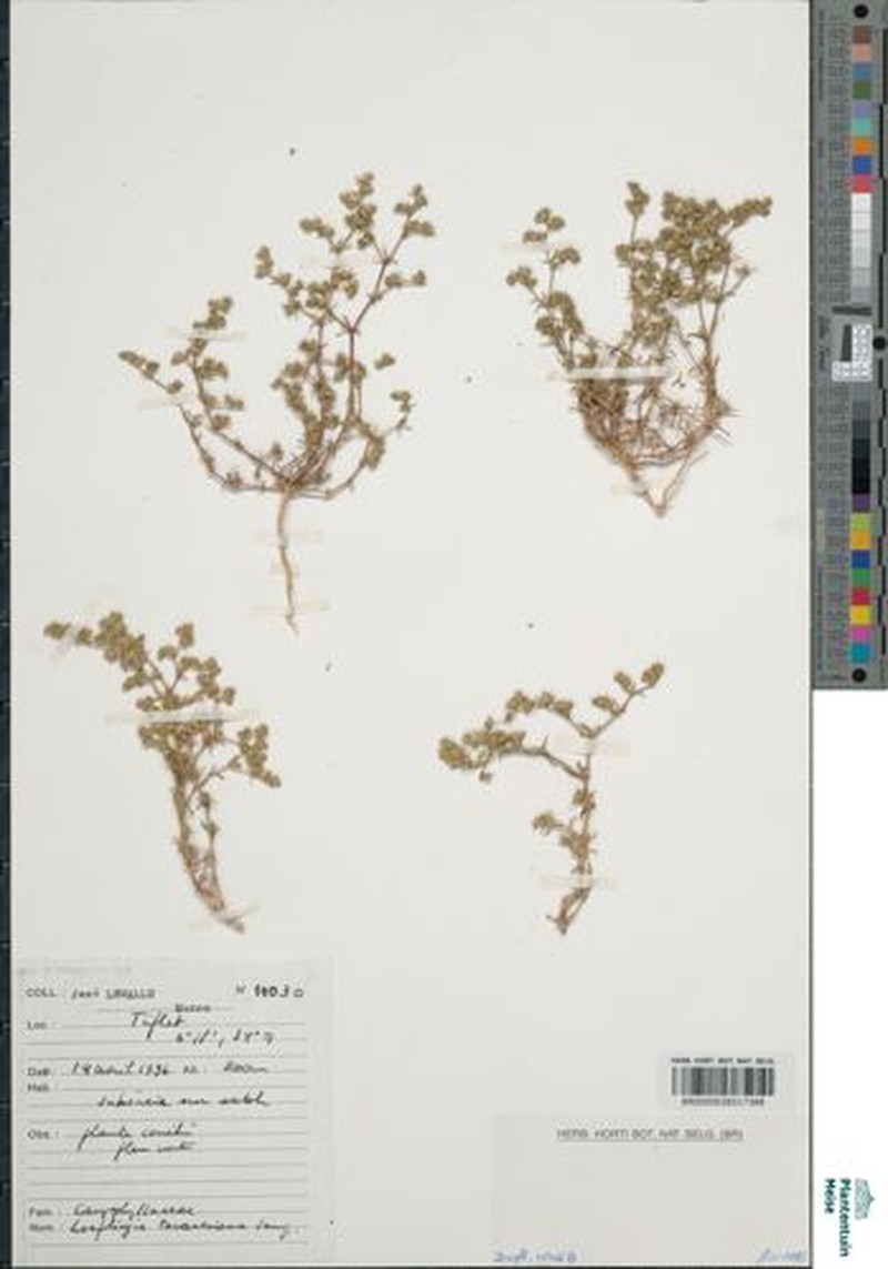 Loeflingia baetica subsp. baetica