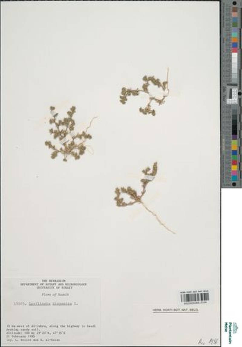 Loeflingia baetica subsp. baetica photo 2