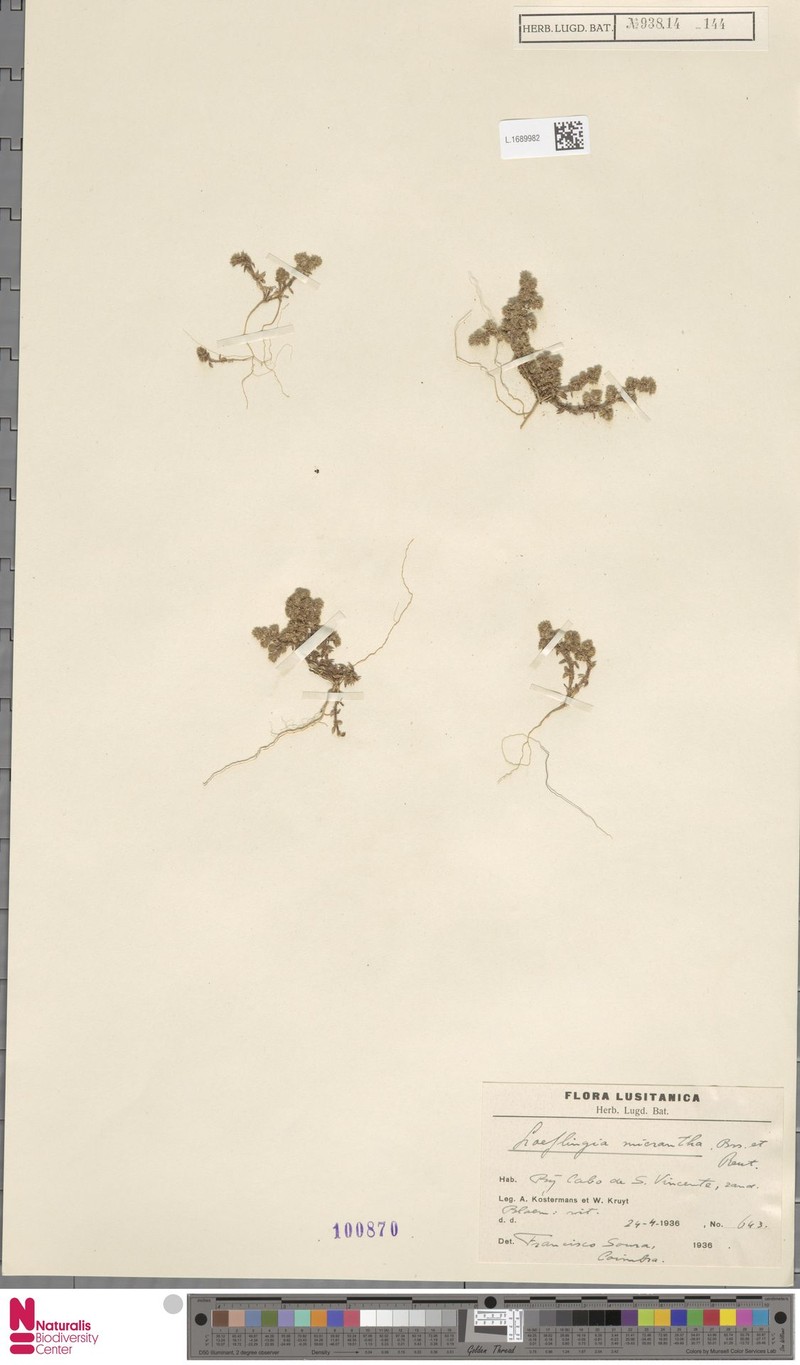 Loeflingia baetica subsp. baetica photo 3