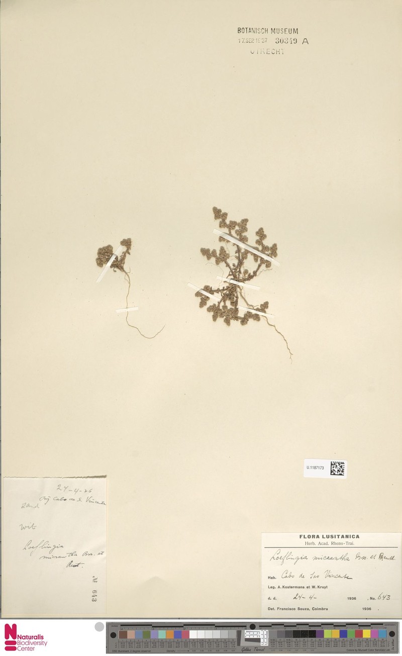 Loeflingia baetica subsp. baetica photo 4