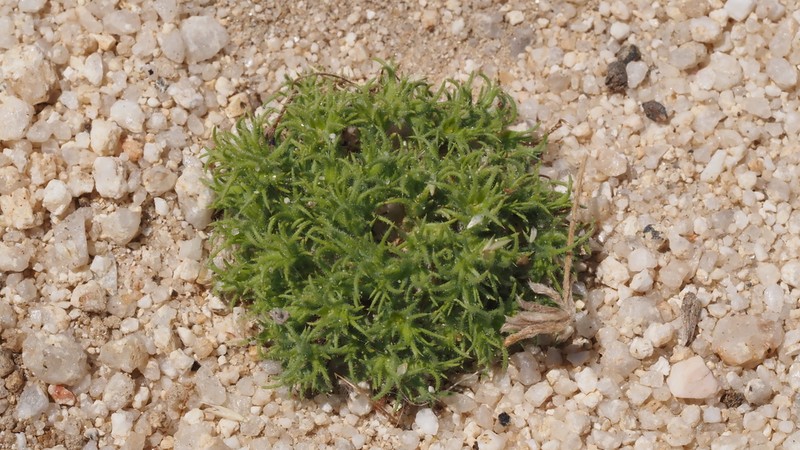 Spreading Pygmyleaf