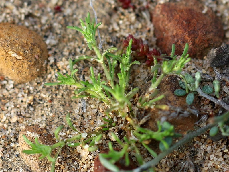 Spreading Pygmyleaf photo 2