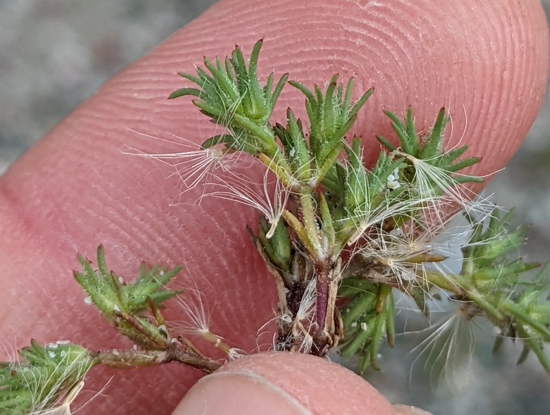 Spreading Pygmyleaf photo 3