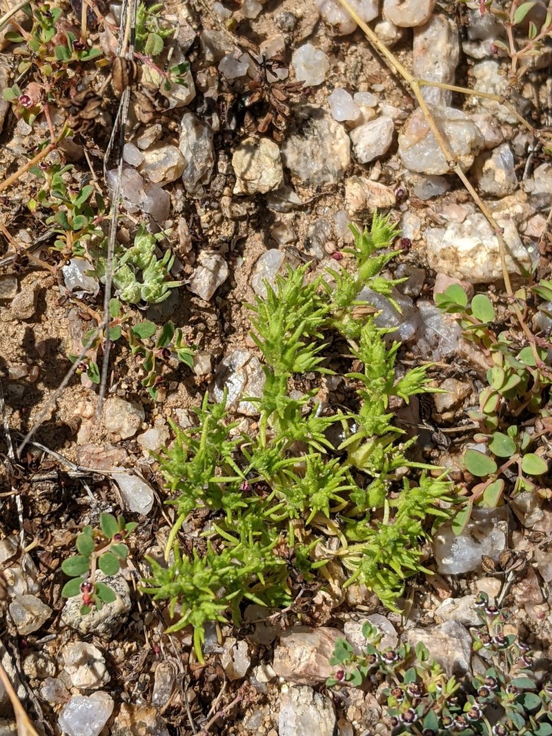 Spreading Pygmyleaf photo 6