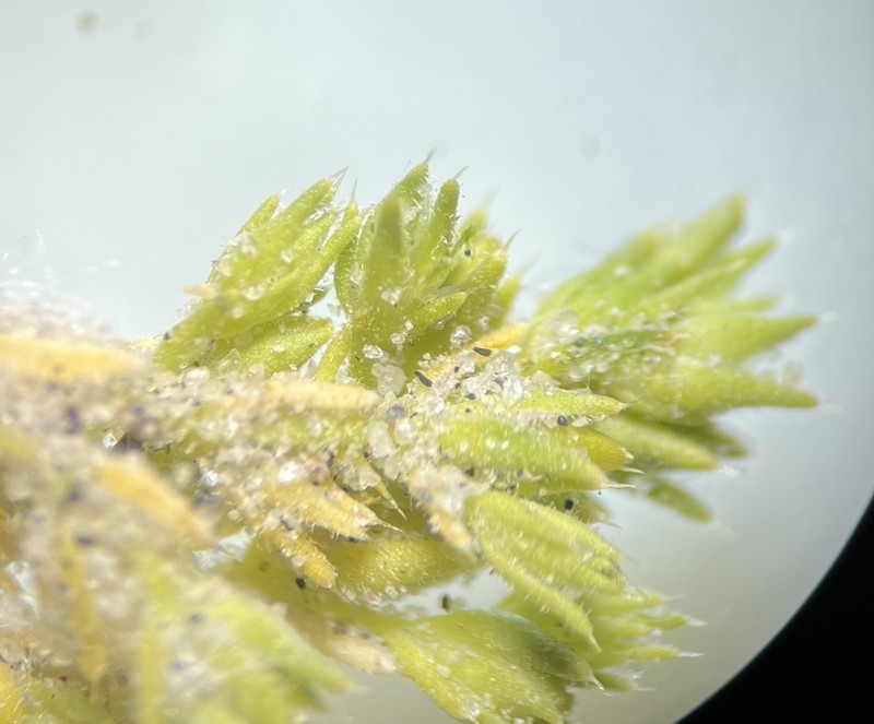 Spreading Pygmyleaf photo 7