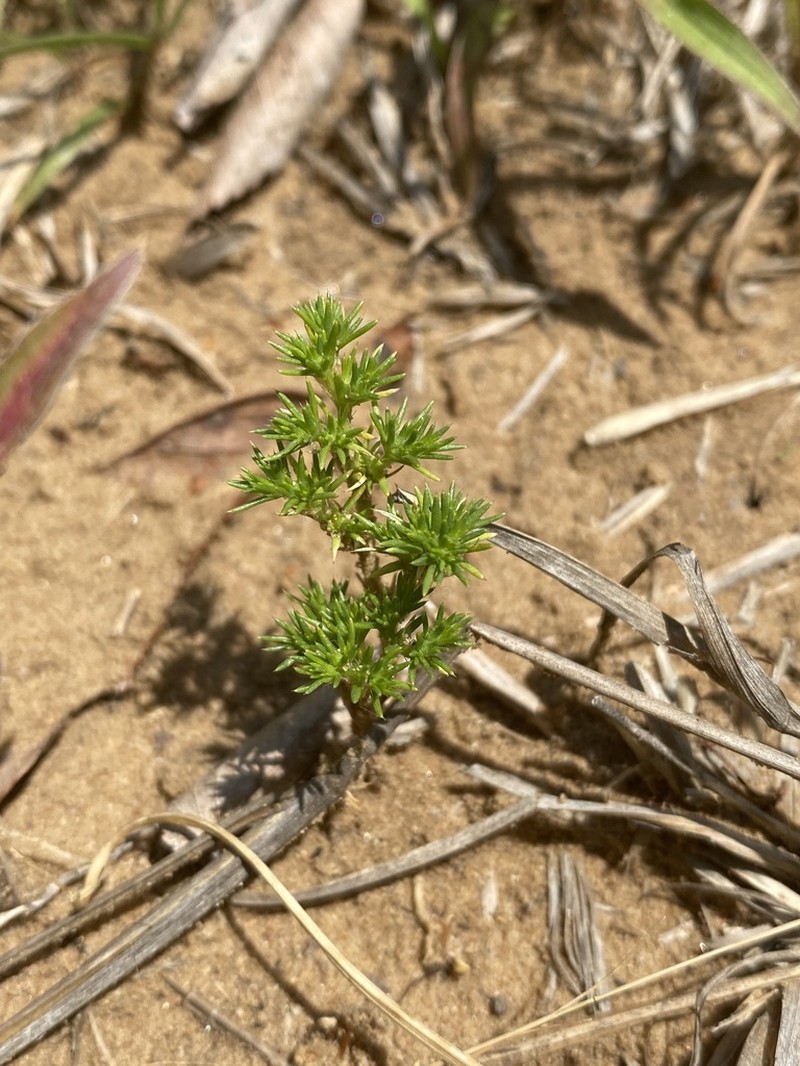 Spreading Pygmyleaf photo 8