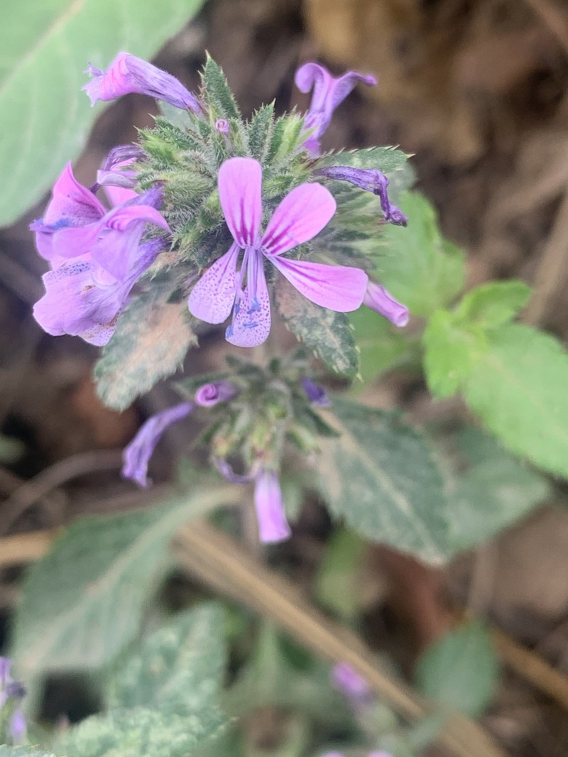 Loeselia glandulosa subsp. glandulosa