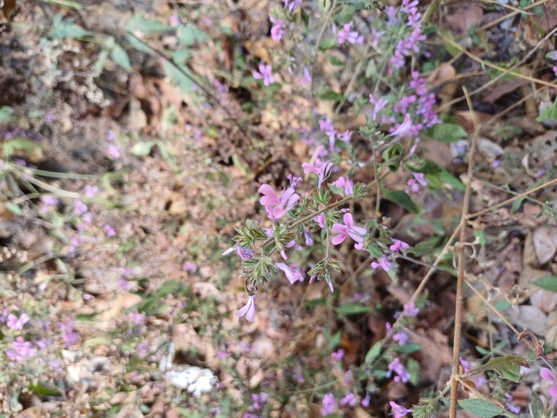 Loeselia glandulosa subsp. glandulosa photo 2