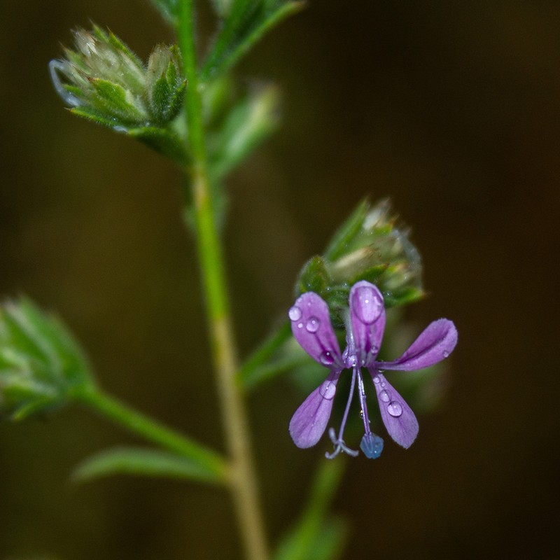 Loeselia glandulosa subsp. glandulosa photo 3