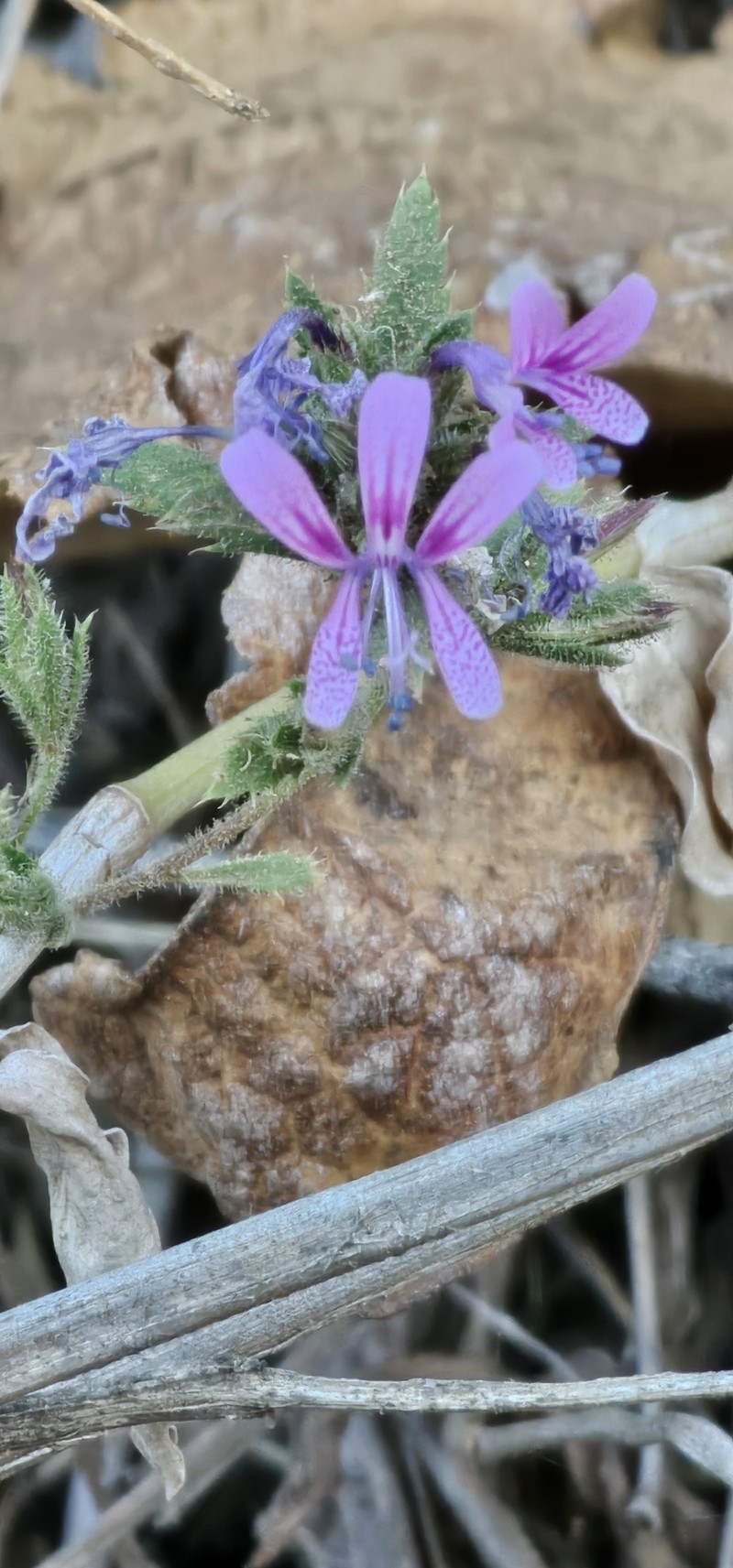 Loeselia glandulosa subsp. glandulosa photo 4