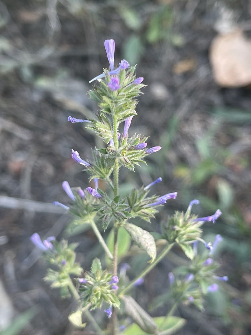Loeselia glandulosa subsp. glandulosa photo 5