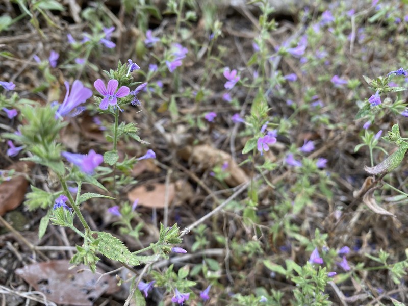 Loeselia glandulosa subsp. glandulosa photo 6