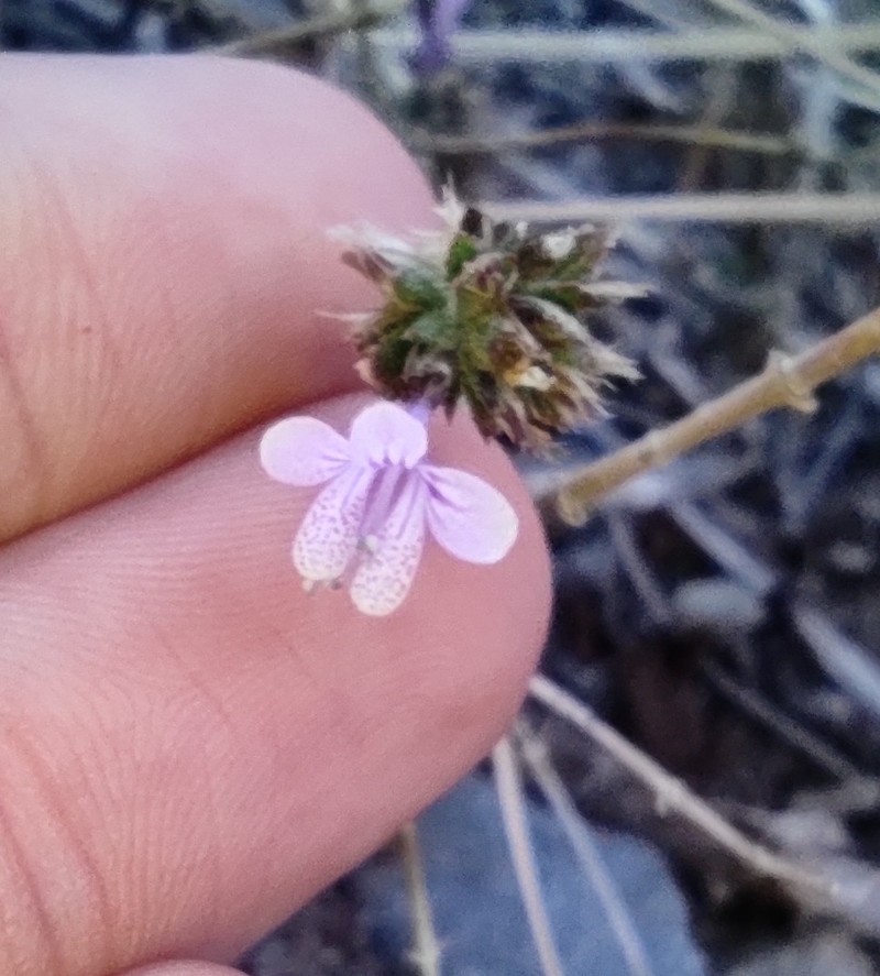 Loeselia glandulosa subsp. glandulosa photo 7