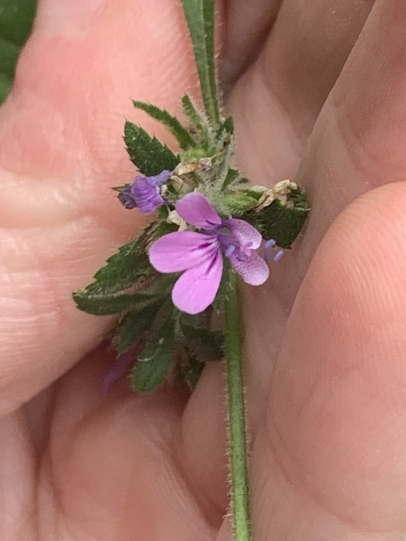Loeselia glandulosa subsp. glandulosa photo 8