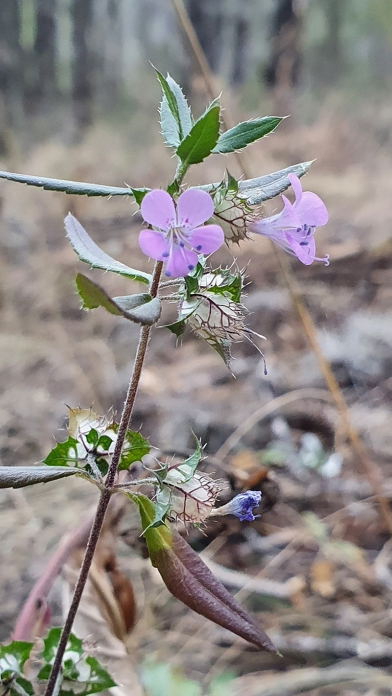 Chisos Mountain False Calico photo 4