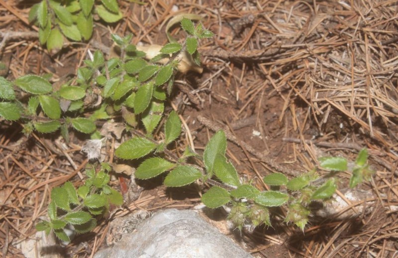 Chisos Mountain False Calico photo 6