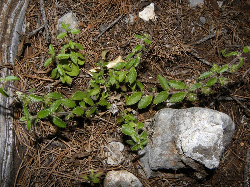 Chisos Mountain False Calico photo 8