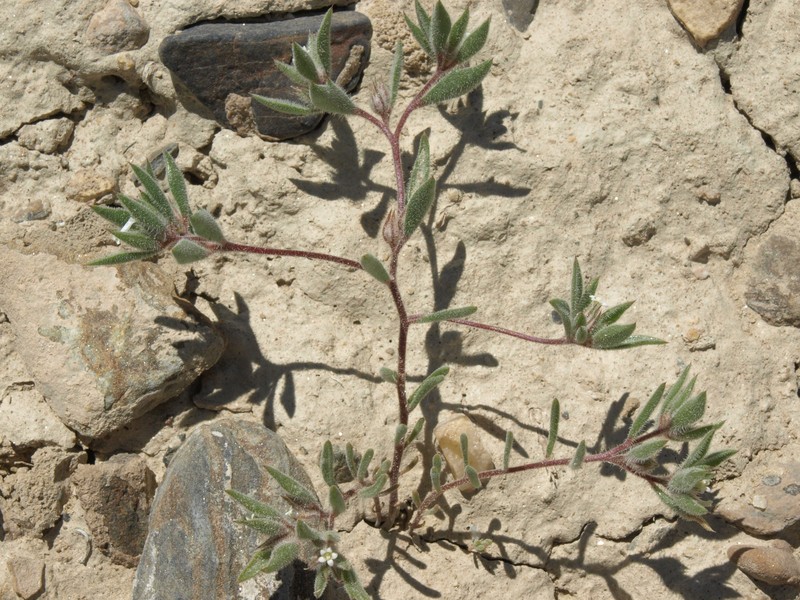 Depressed Ipomopsis photo 2