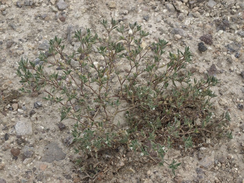 Depressed Ipomopsis photo 3