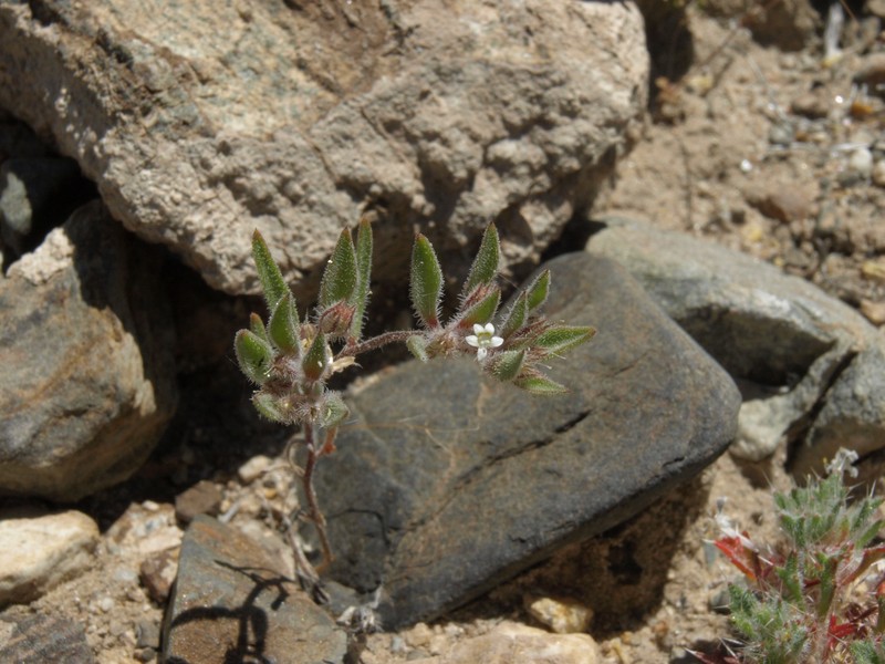 Depressed Ipomopsis photo 4