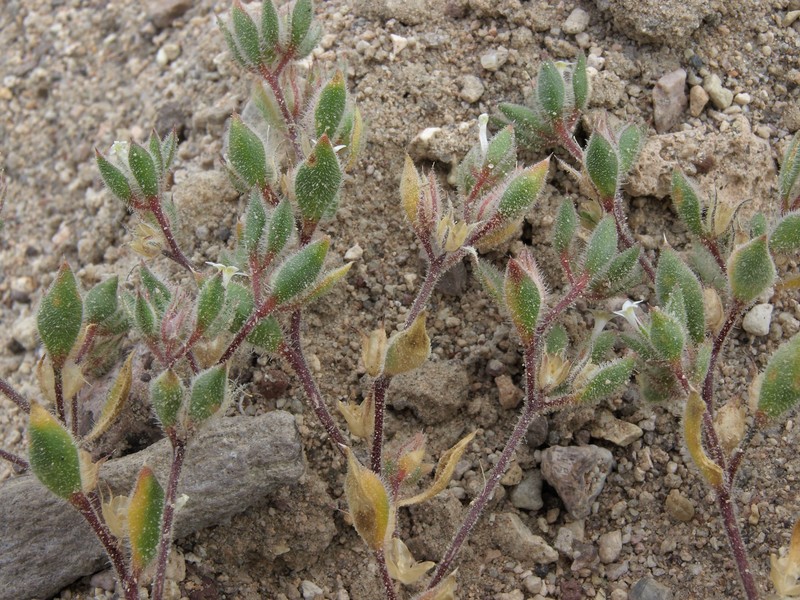 Depressed Ipomopsis