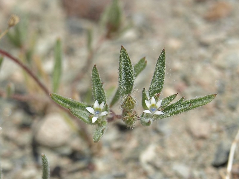 Depressed Ipomopsis photo 3
