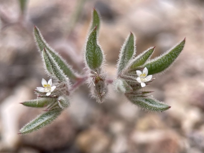 Depressed Ipomopsis photo 4