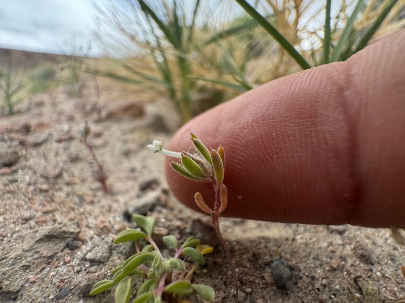 Depressed Ipomopsis photo 5