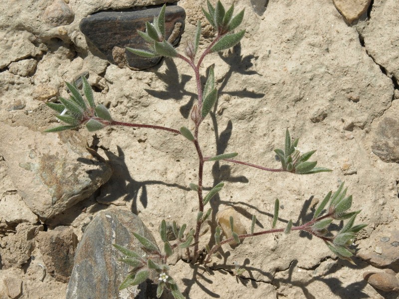 Depressed Ipomopsis photo 6