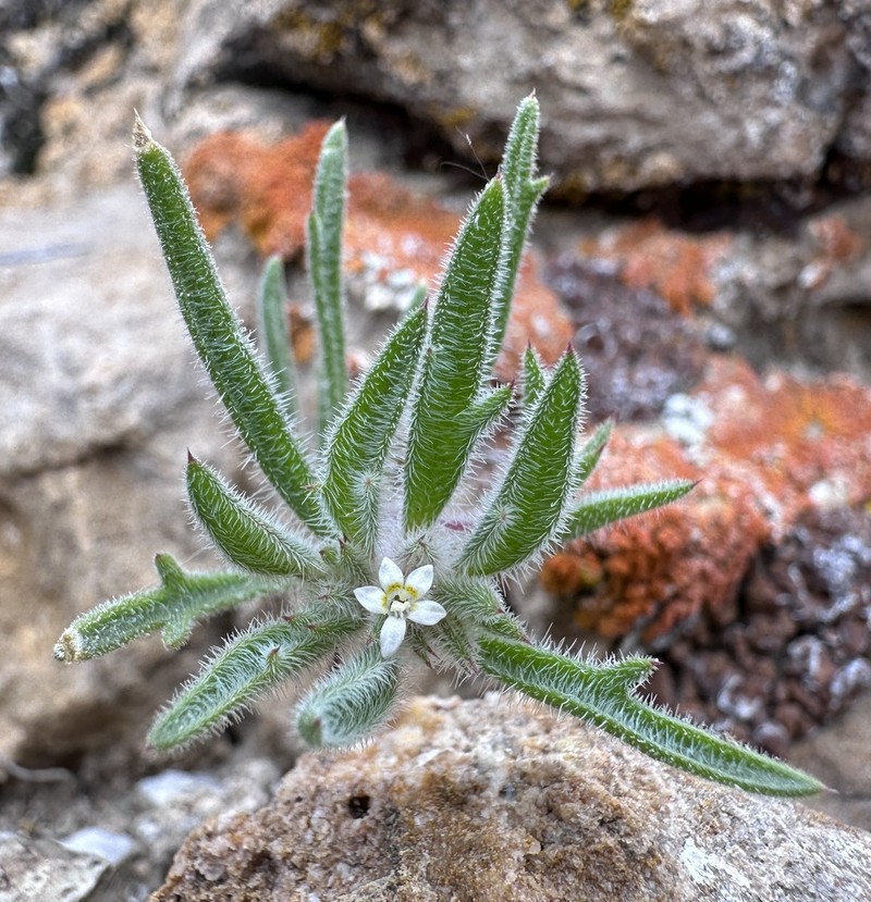 Depressed Ipomopsis photo 7