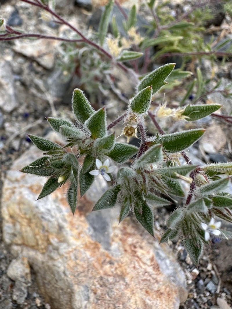 Depressed Ipomopsis photo 8