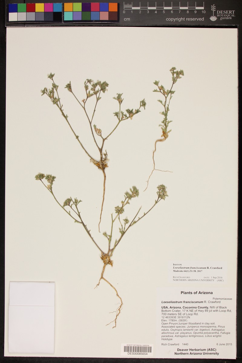 Loeseliastrum franciscanum