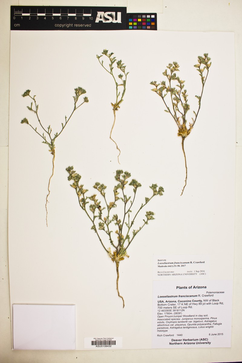 Loeseliastrum franciscanum photo 2