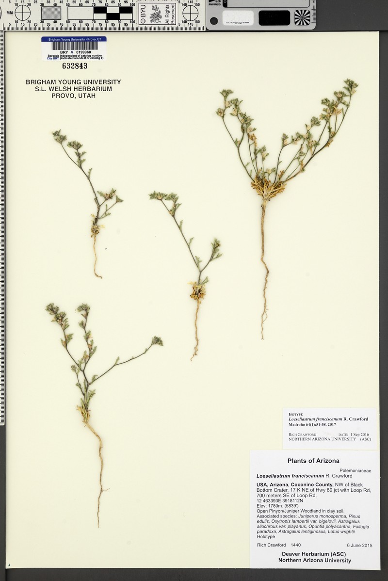 Loeseliastrum franciscanum photo 3