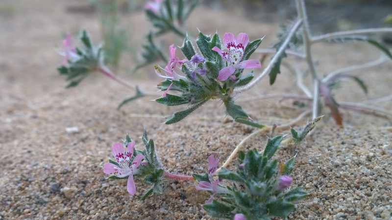 Desert Calico photo 2
