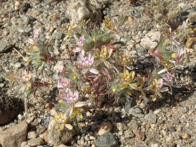 Desert Calico photo 3