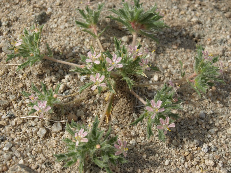 Desert Calico photo 5