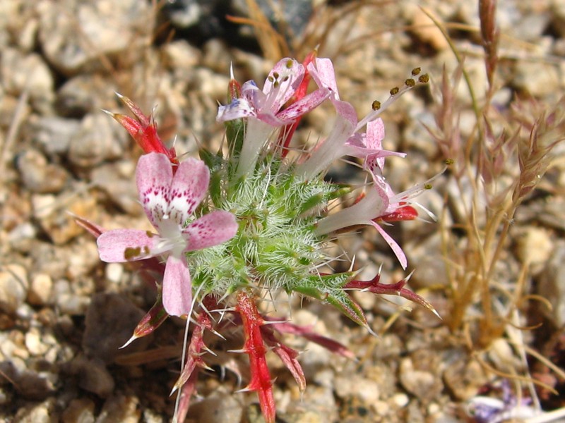 Desert Calico photo 6