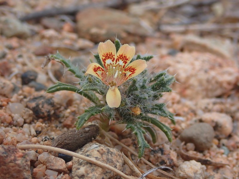 Desert Calico photo 4
