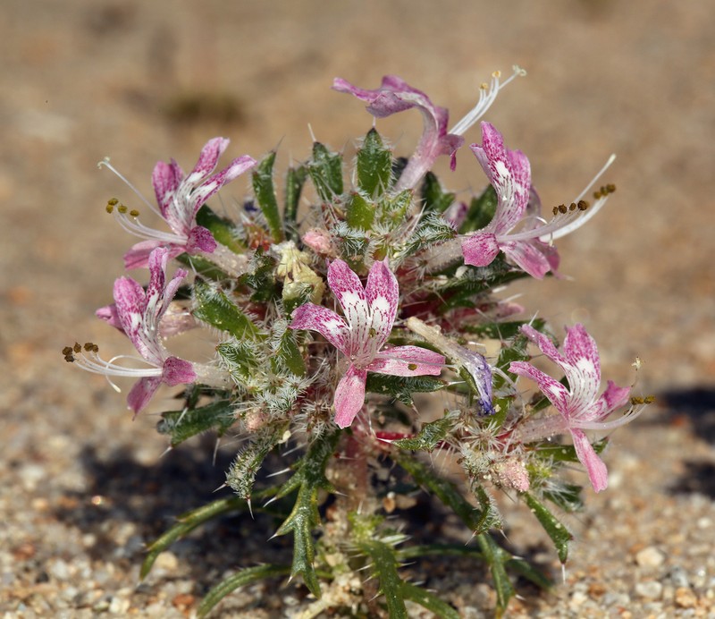 Desert Calico photo 5