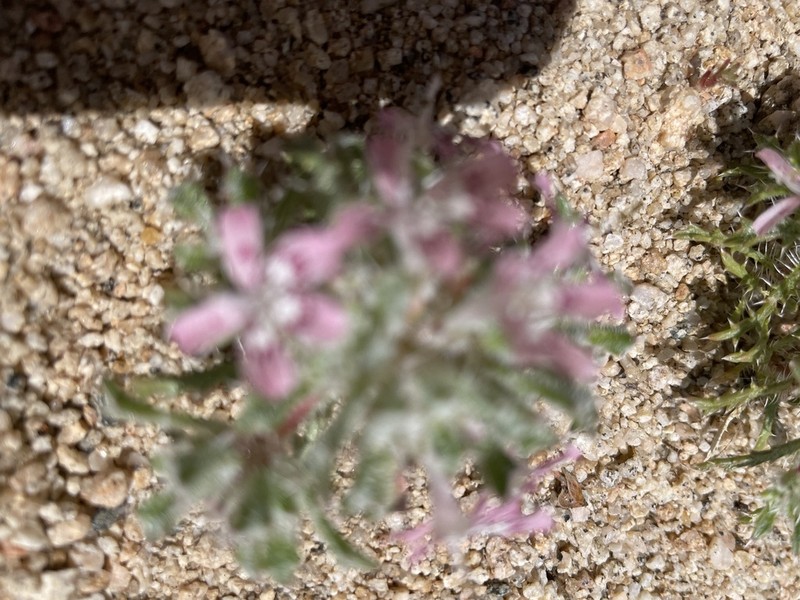 Desert Calico photo 6