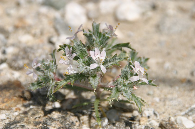 Schott's Calico