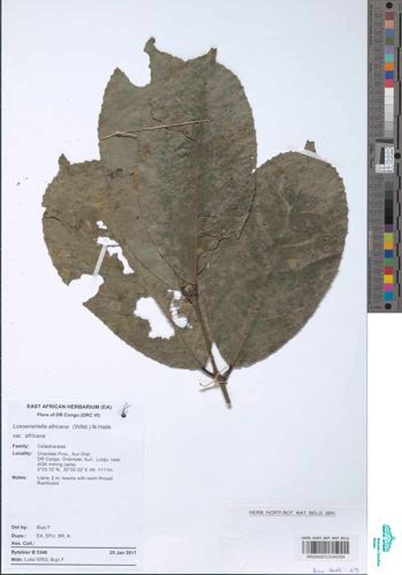 Loeseneriella africana var. africana