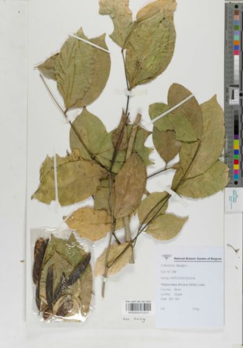 Loeseneriella africana var. africana photo 3