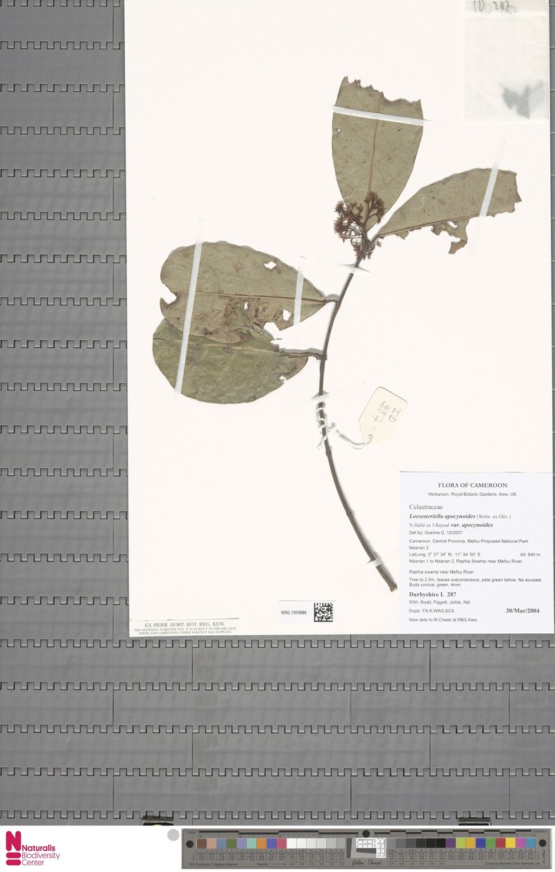 Loeseneriella apocynoides var. apocynoides