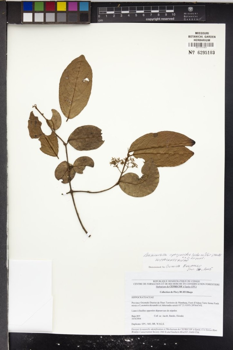 Loeseneriella apocynoides var. apocynoides photo 2