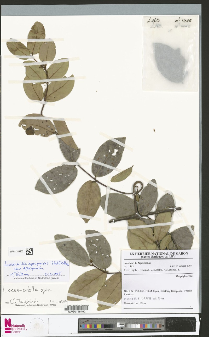 Loeseneriella apocynoides var. apocynoides photo 3